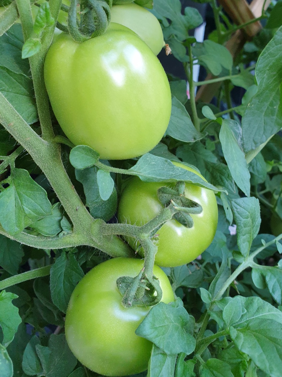 I nostri pomodori verdi