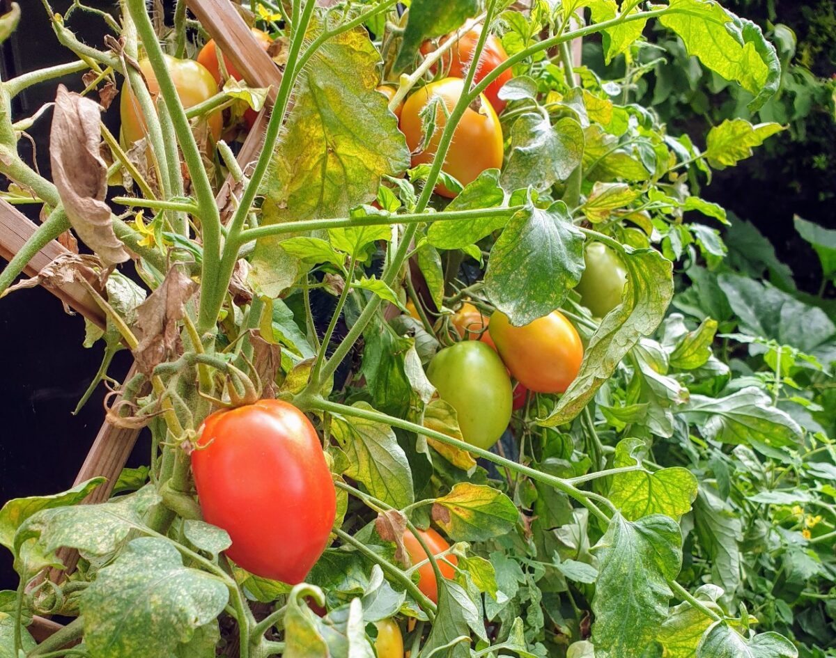 Pomodori rossi dal nostro orticello